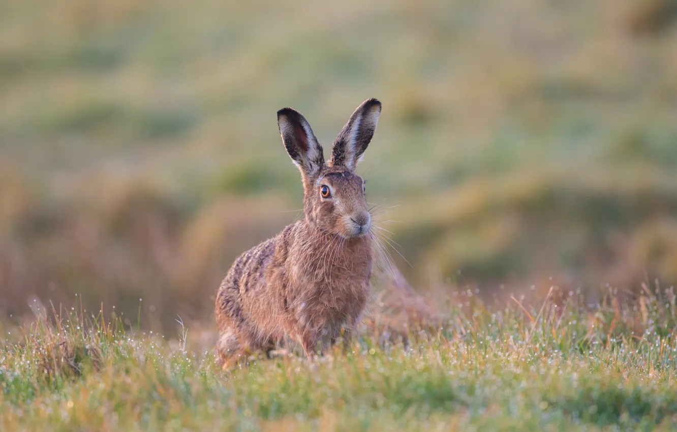 Photo wallpaper field, grass, look, face, nature, grey, background, hare