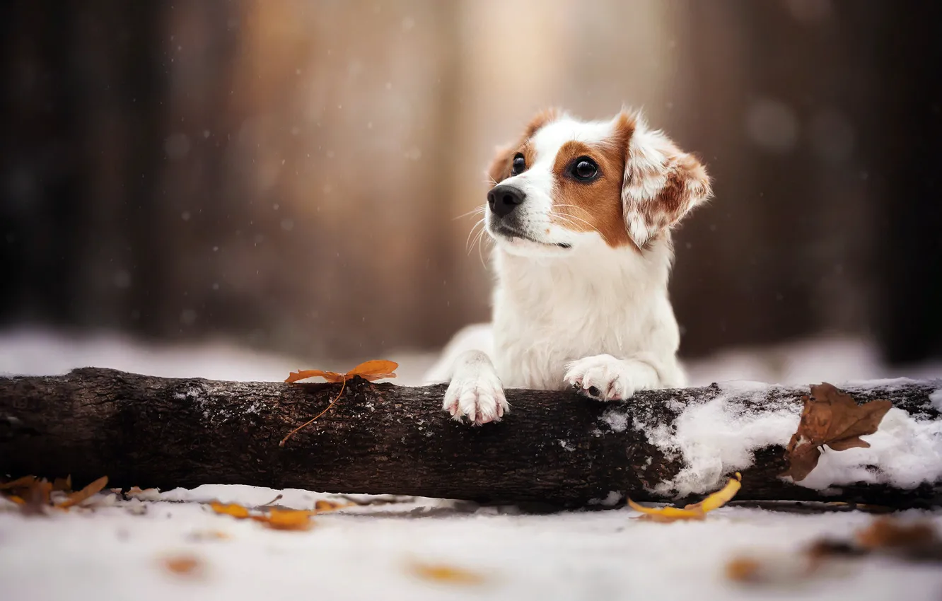 Photo wallpaper winter, leaves, snow, nature, animal, dog, log, dog