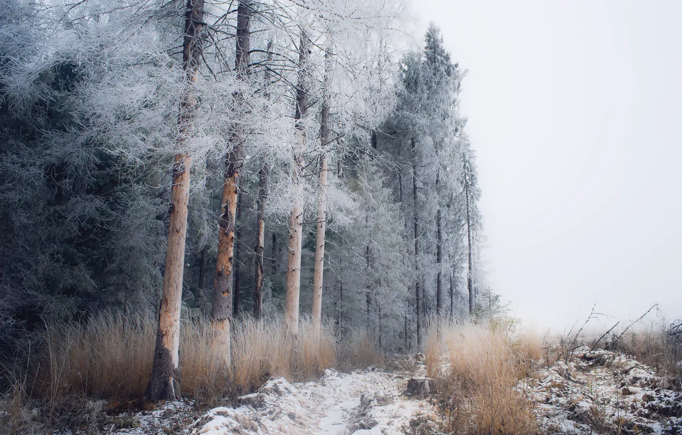 Photo wallpaper winter, frost, forest, snow, fog