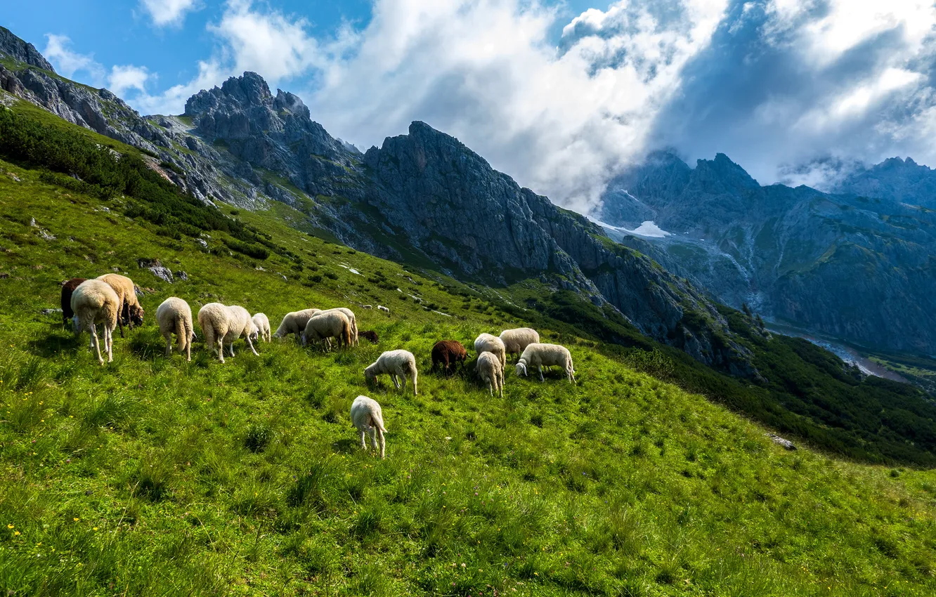 Photo wallpaper mountains, nature, sheep, Austria, Alps, High king