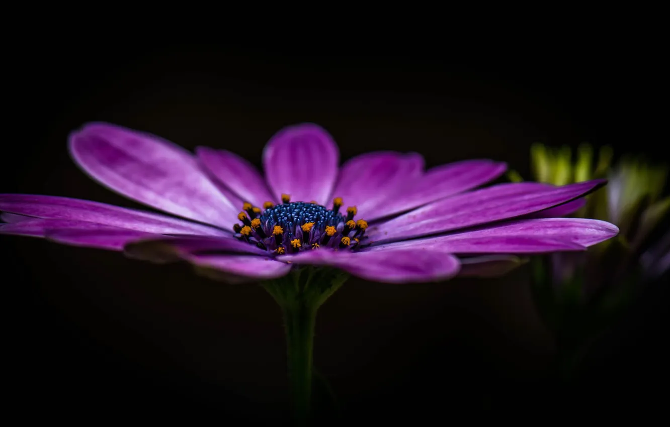 Photo wallpaper flowers, background, petals