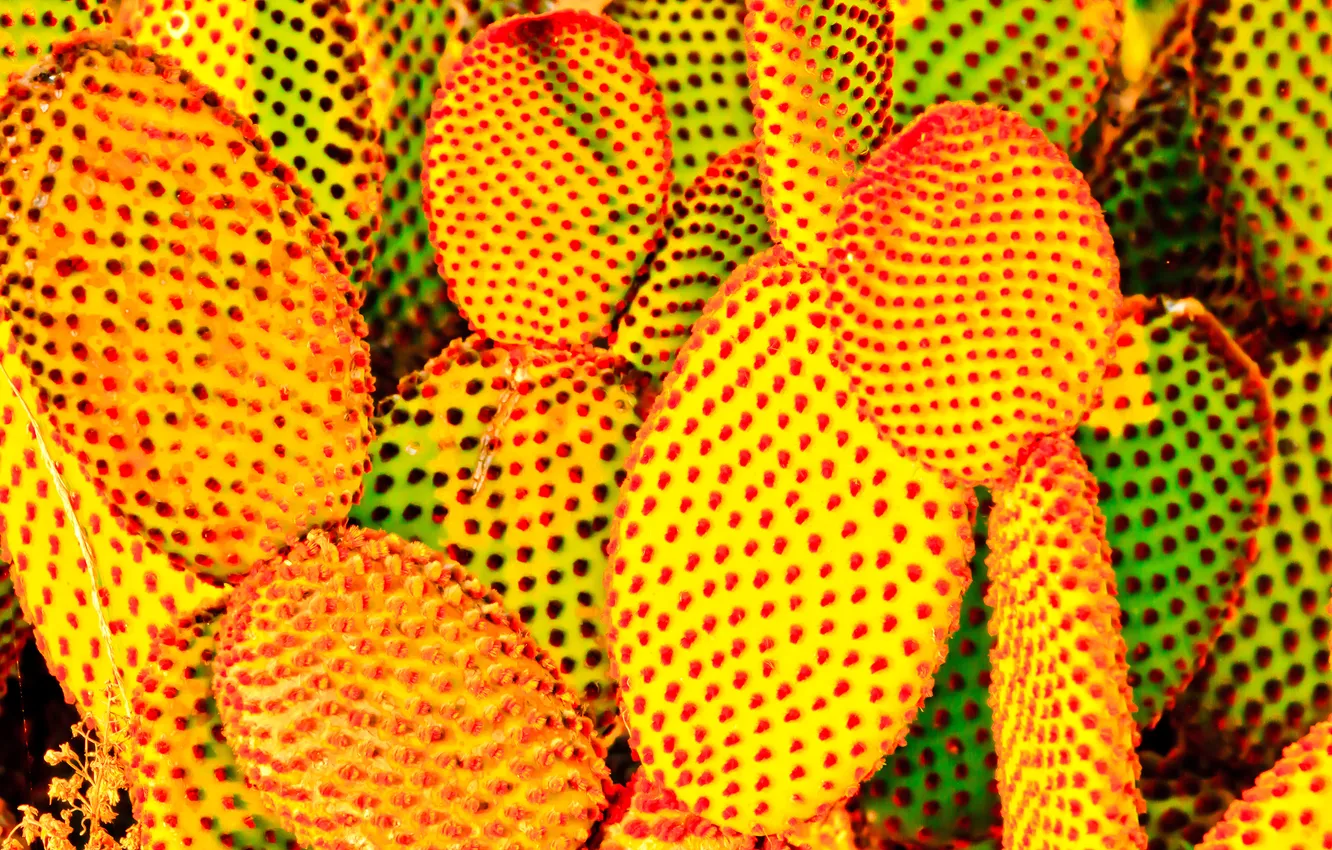 Photo wallpaper light, sunset, desert, cactus