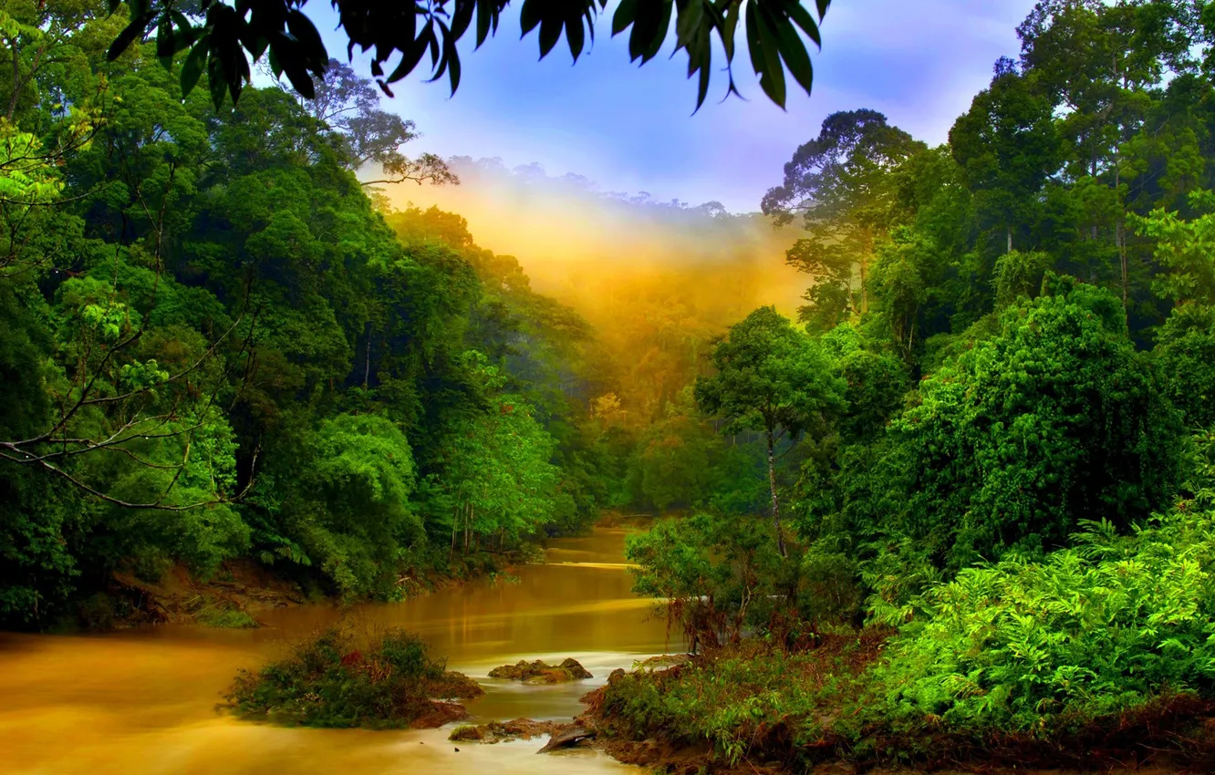 Photo wallpaper FOREST, GREENS, RIVER, TREES, VEGETATION, THICKETS