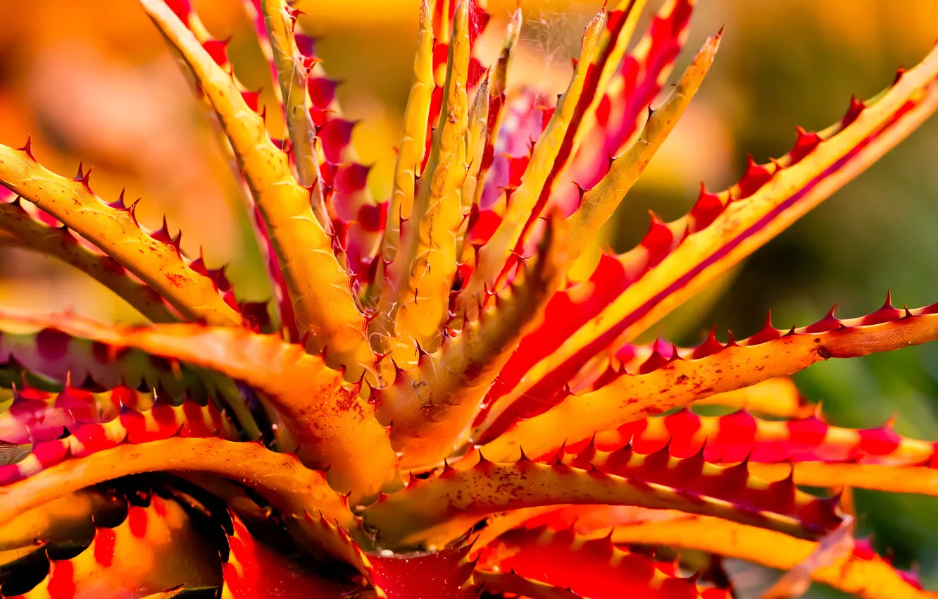 Photo wallpaper leaves, flowers, plant, agave