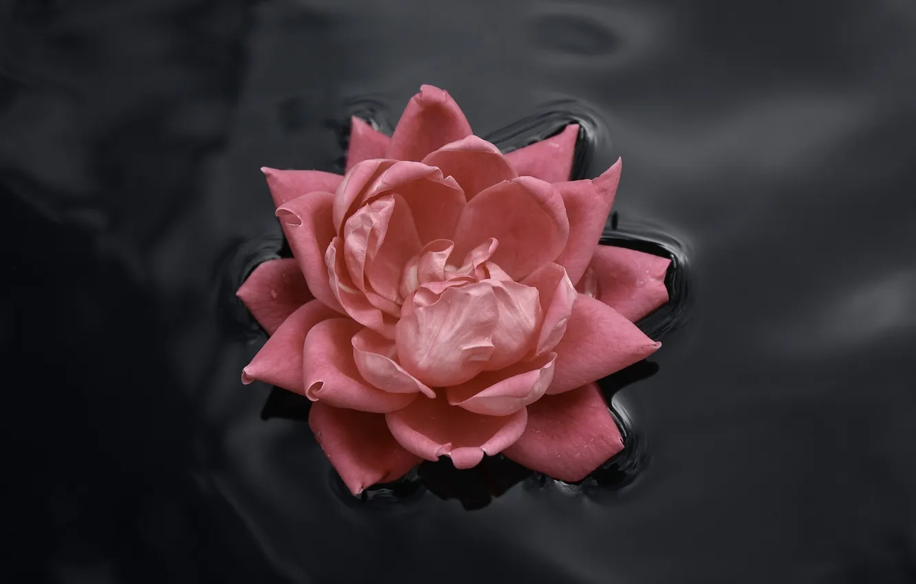 Photo wallpaper water, freshness, roses, petals