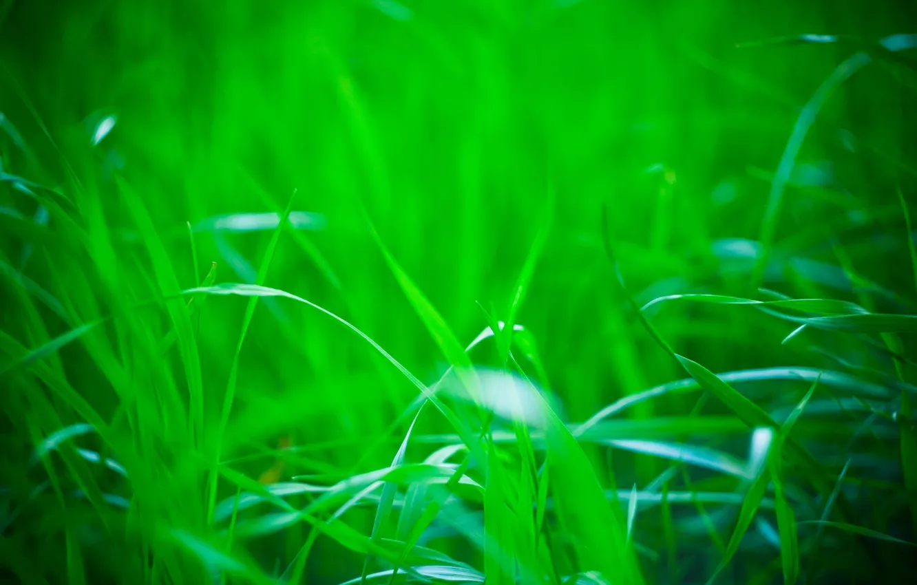 Photo wallpaper greens, nature, Grass