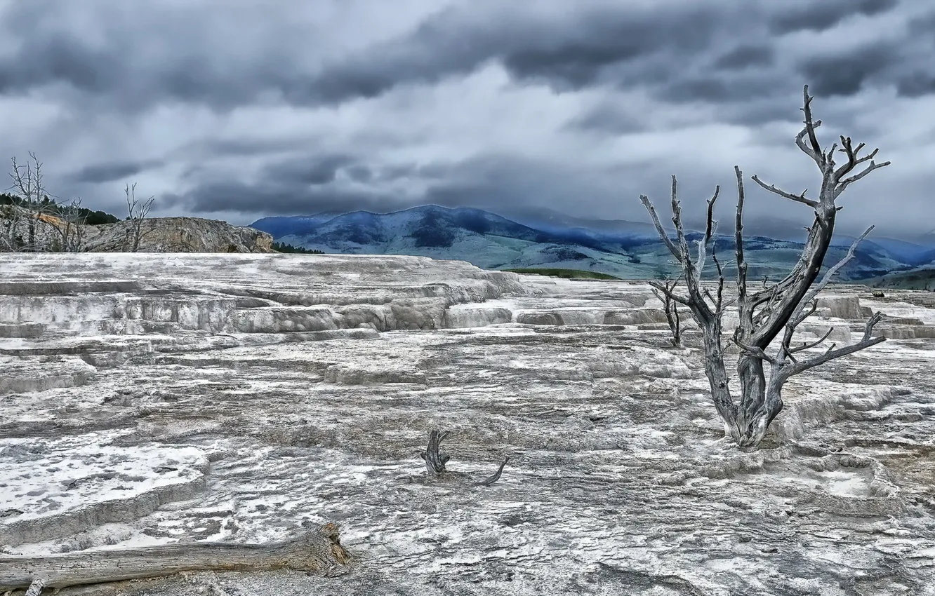 Photo wallpaper Wyoming, Yellowstone National Park, Terrace Tree