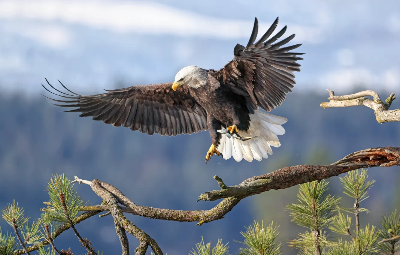 Photo wallpaper background, bird, wings, branch, Bald eagle