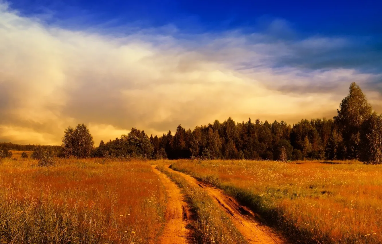Photo wallpaper forest, field, path, towards