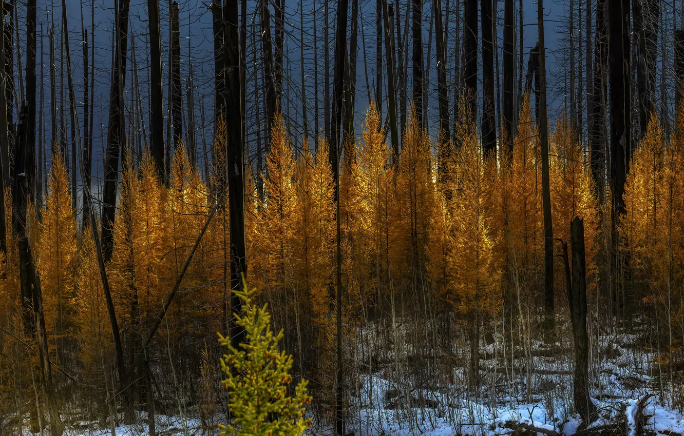 Photo wallpaper winter, autumn, forest, snow, trees, nature, trunk, red