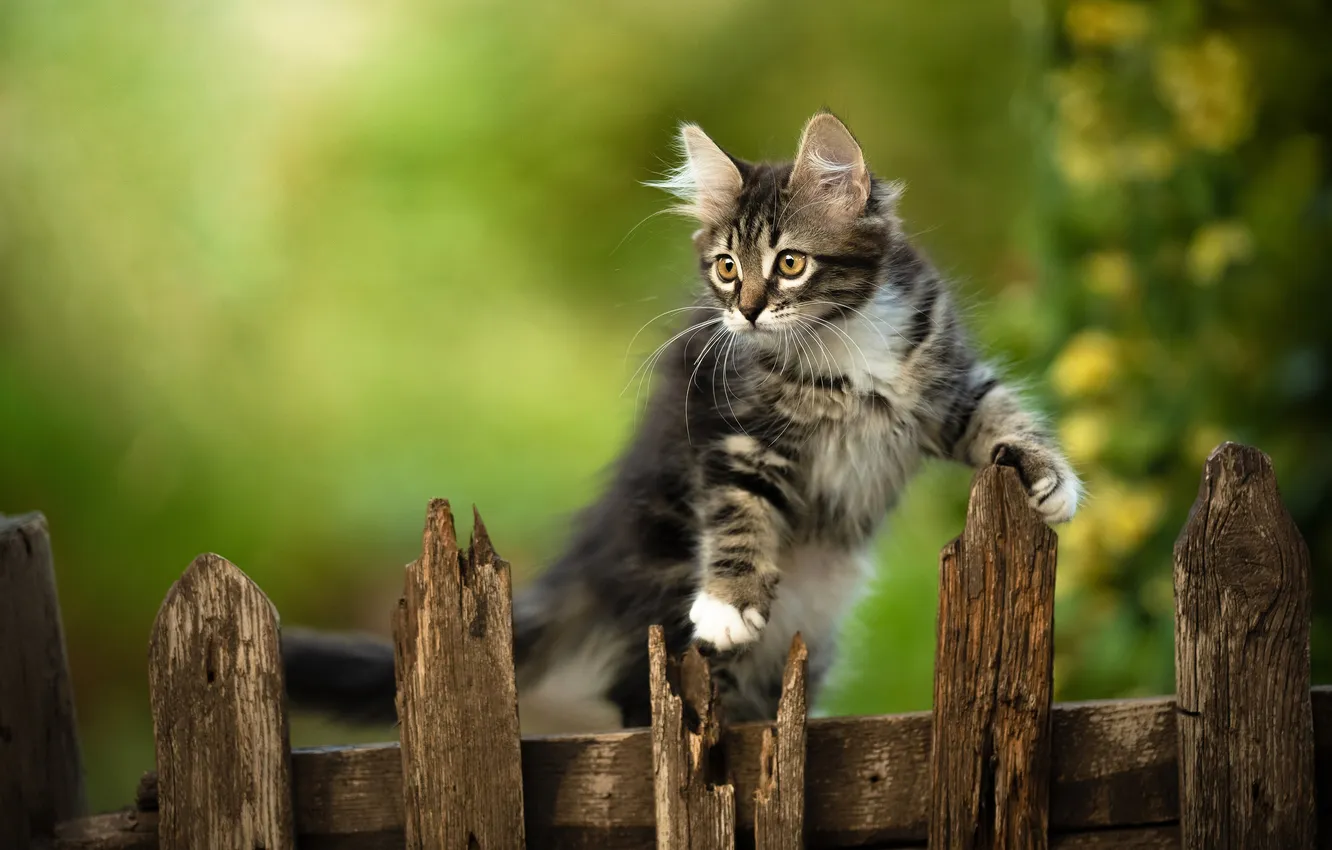 Photo wallpaper the fence, kitty, Yuriy Korotun
