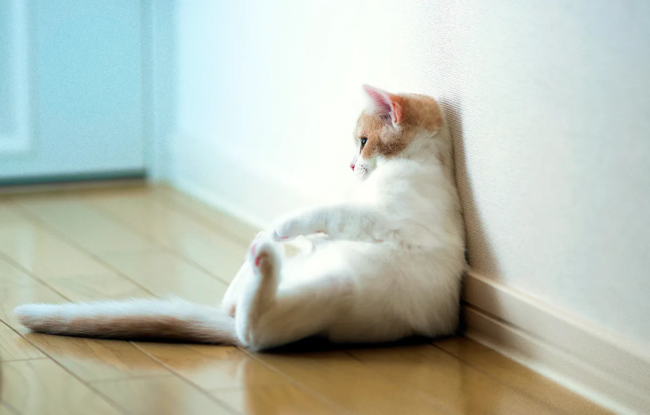 Photo wallpaper cat, stay, torode