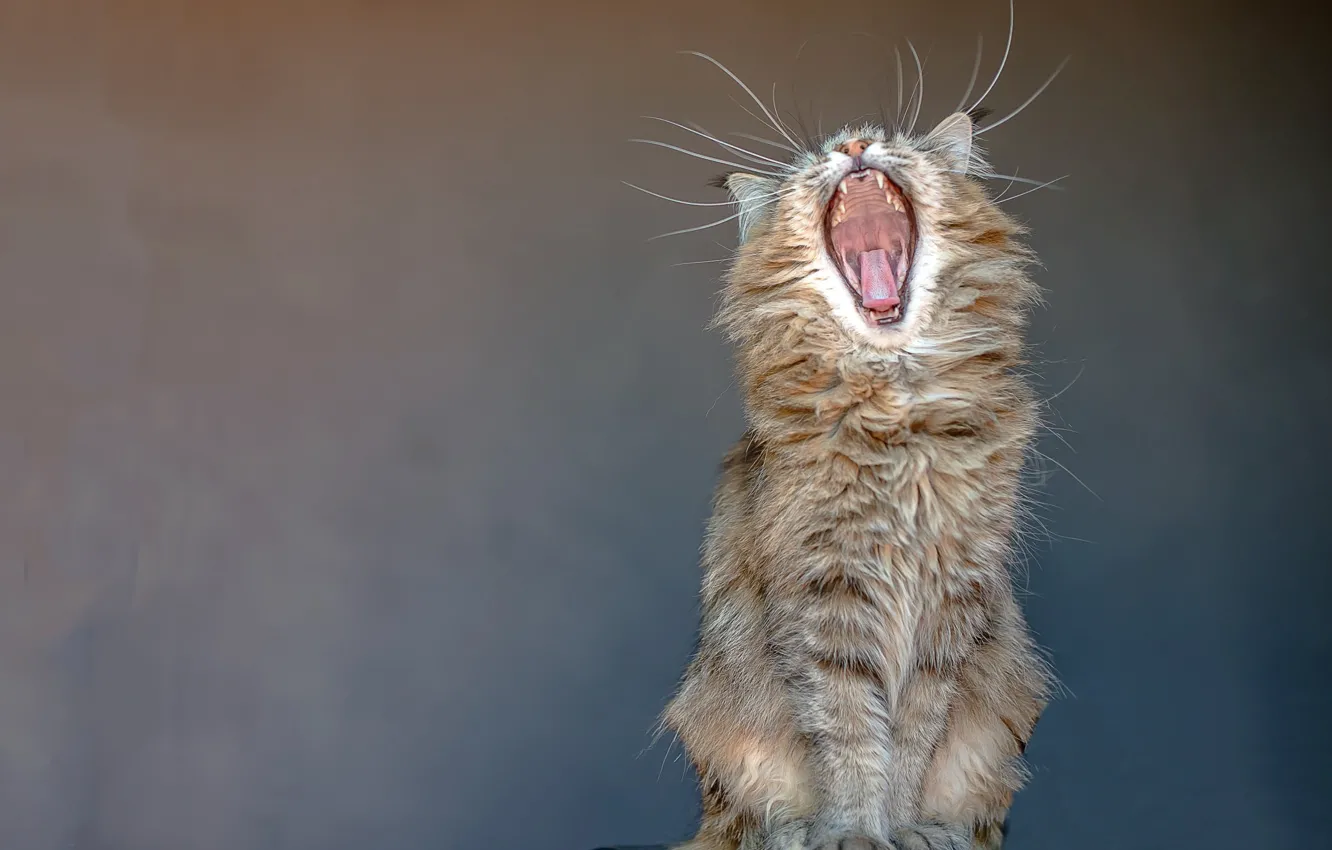 Photo wallpaper language, cat, mustache, background, mouth, fangs, sitting, yawns