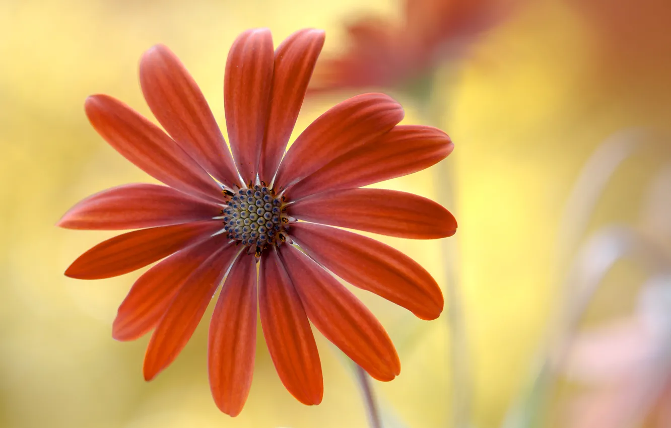 Photo wallpaper macro, paint, petals