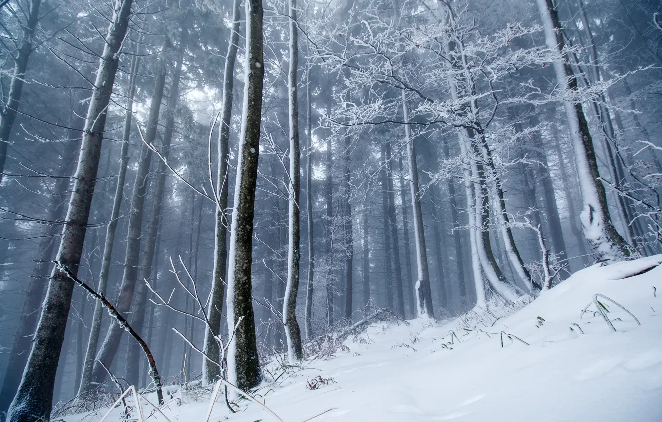 Photo wallpaper winter, forest, snow
