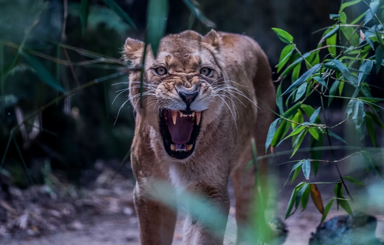 Photo wallpaper face, anger, predator, rage, mouth, fangs, grin, lioness