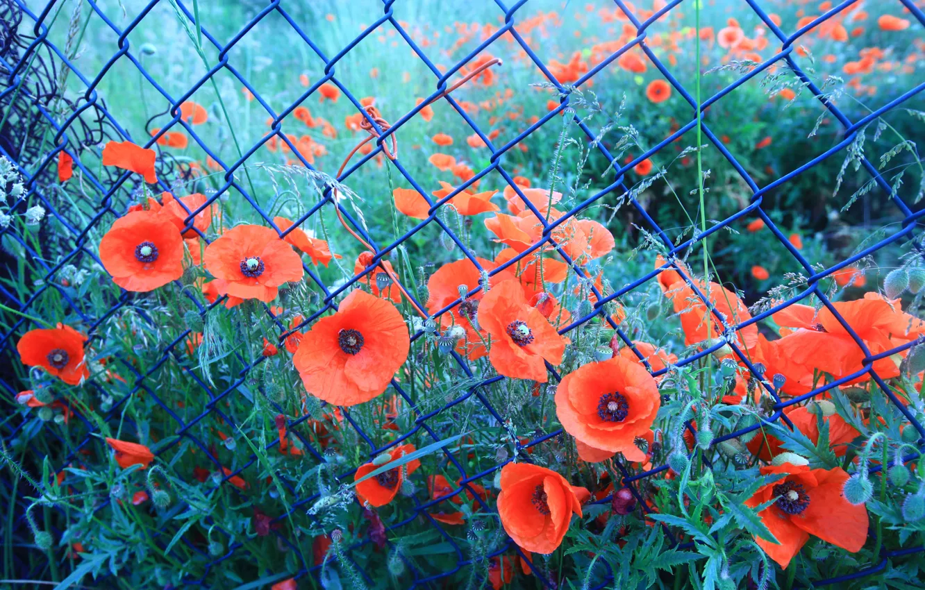 Photo wallpaper red, flowers, a lot, mesh, the fence, netting, Mac, poppy field