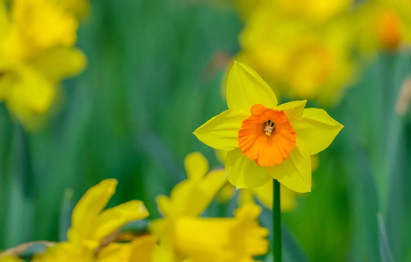 Photo wallpaper spring, petals, garden, meadow, Narcissus