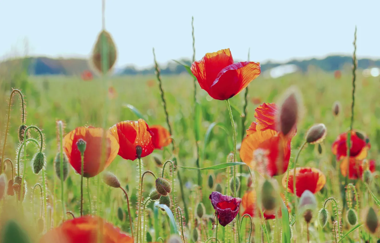Photo wallpaper flowers, poppies, buds