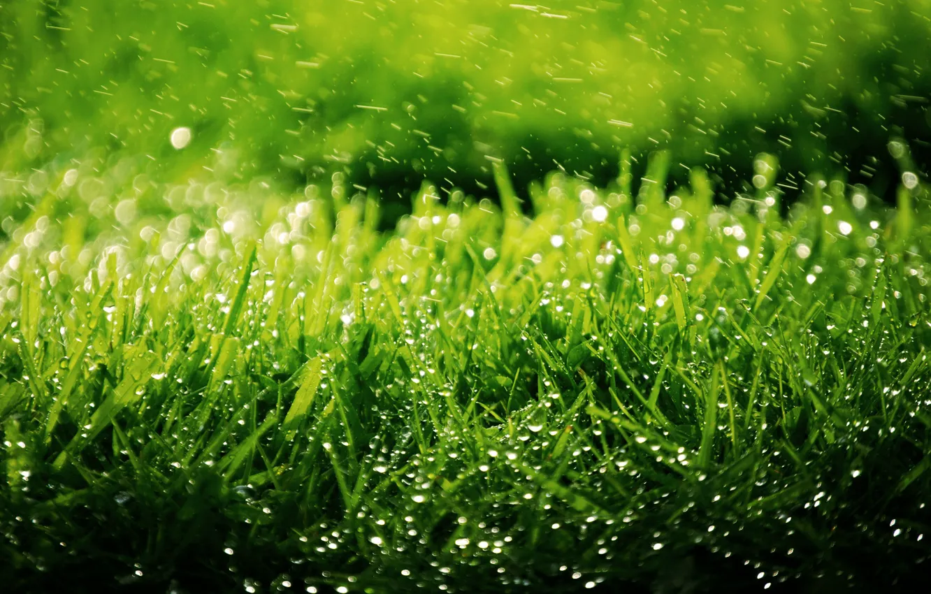 Photo wallpaper greens, grass, drops, squirt, nature, background, lawn, Wallpaper