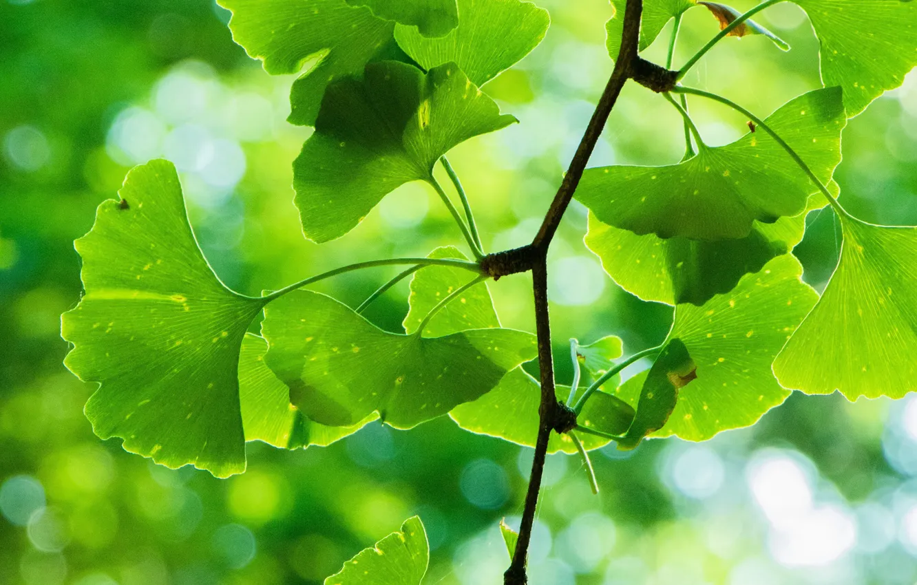 Photo wallpaper leaves, branches, nature