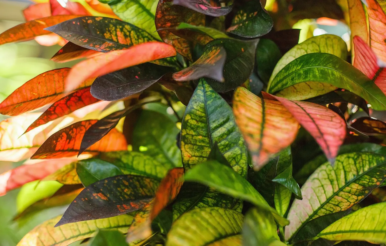 Photo wallpaper leaves, plant, codium, Croton, Mrs. Iston