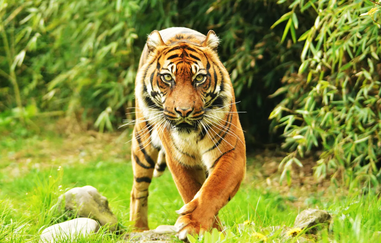 Photo wallpaper look, background, Sumatran tiger