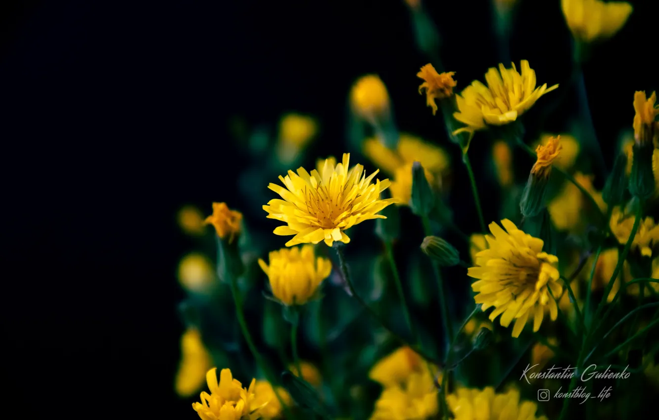 Photo wallpaper flowers, nature, plants, wildflowers, yellow flowers, on a black background