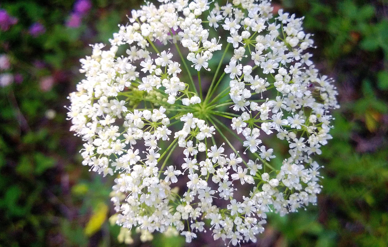 Photo wallpaper forest, July, tysyacelistnik