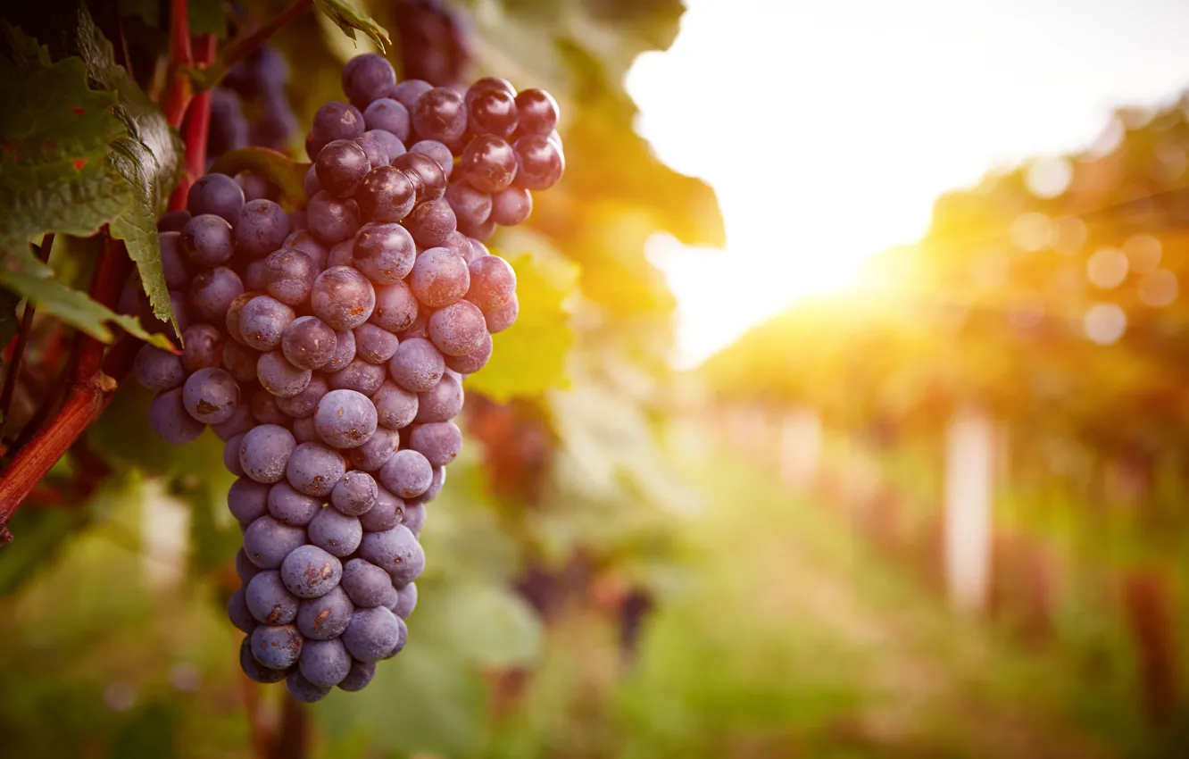 Photo wallpaper sunset, grapes, plant, vineyard