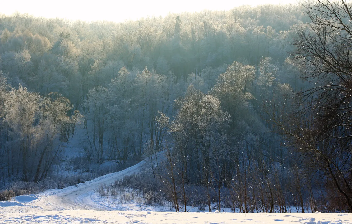 Photo wallpaper winter, road, forest, snow, trees, branch, morning, frost