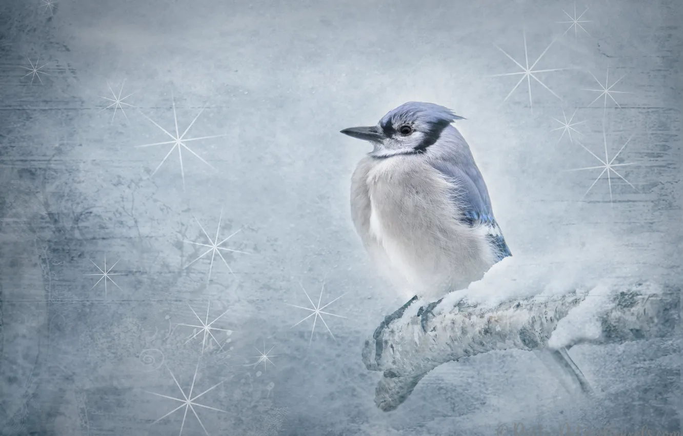 Photo wallpaper winter, snow, branches, bird, Jay, Blue Jay