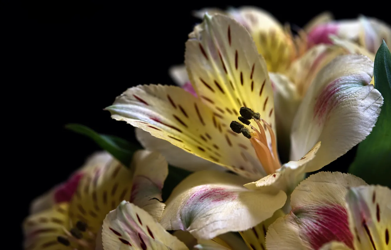 Photo wallpaper macro, petals, Alstroemeria