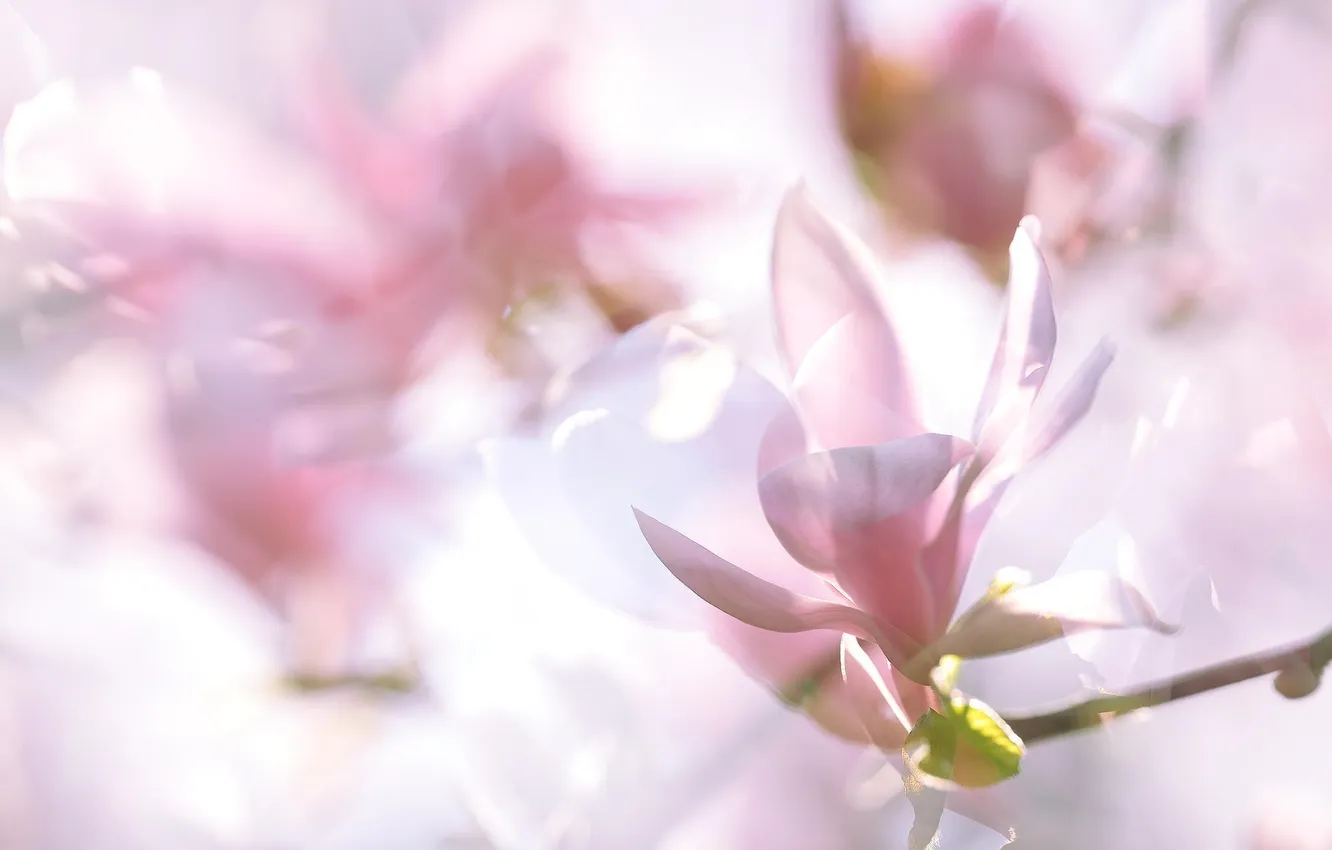 Photo wallpaper flowers, spring, pink, Magnolia
