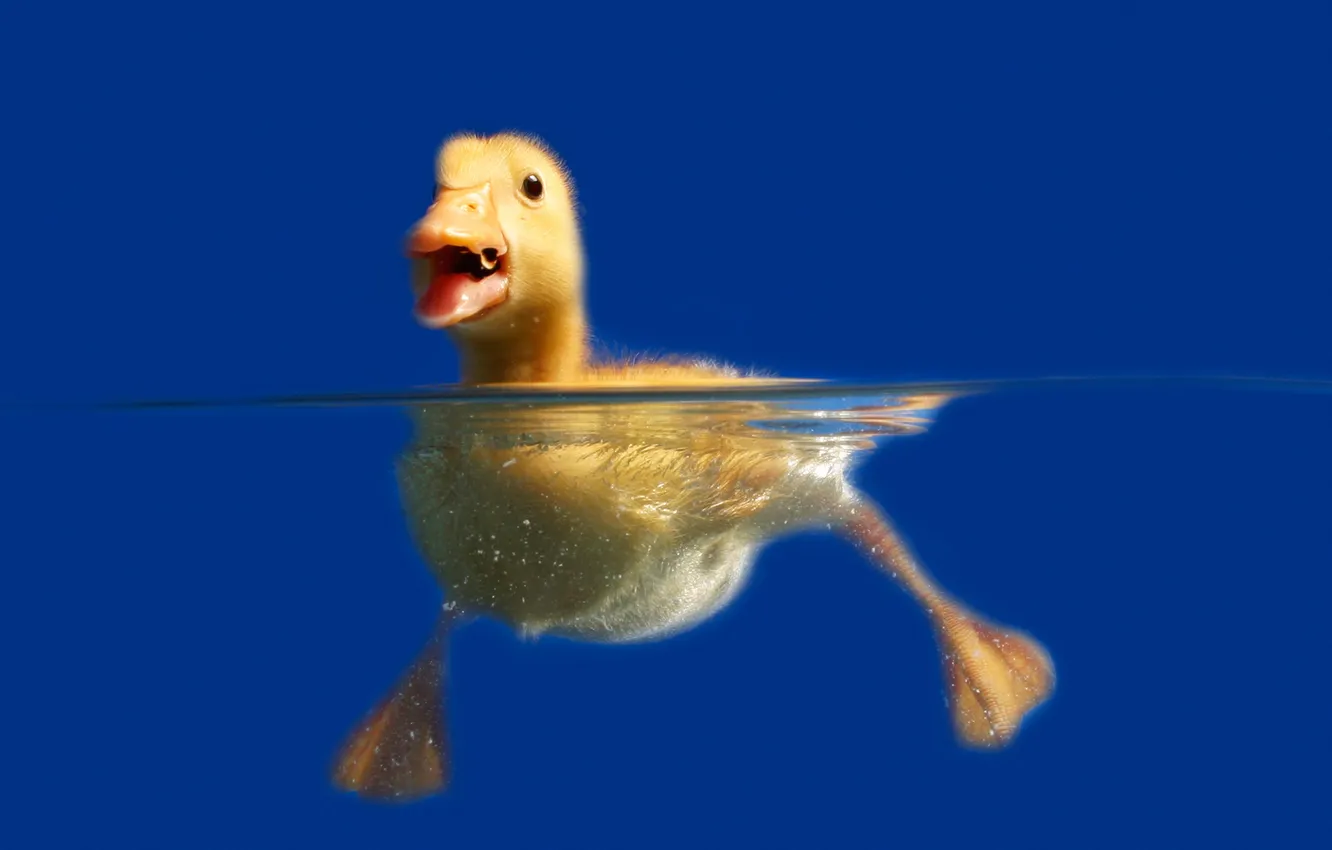 Photo wallpaper water, blue, background, legs, duck