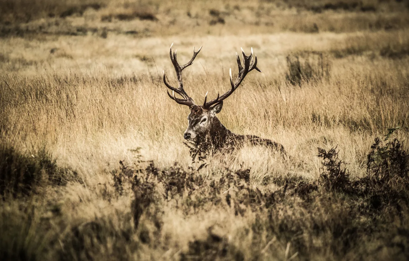 Photo wallpaper field, Bush, deer, horns