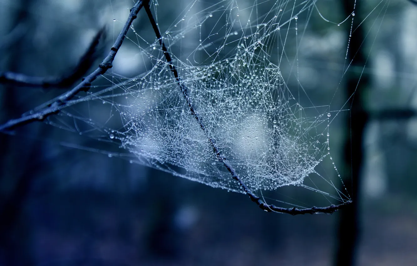 Photo wallpaper drops, web, beautiful