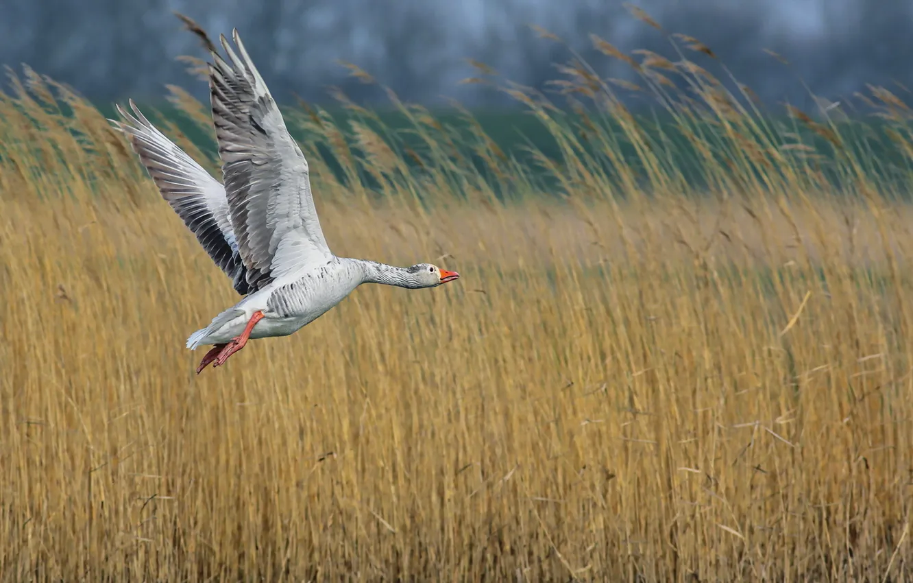 Photo wallpaper flight, nature, bird