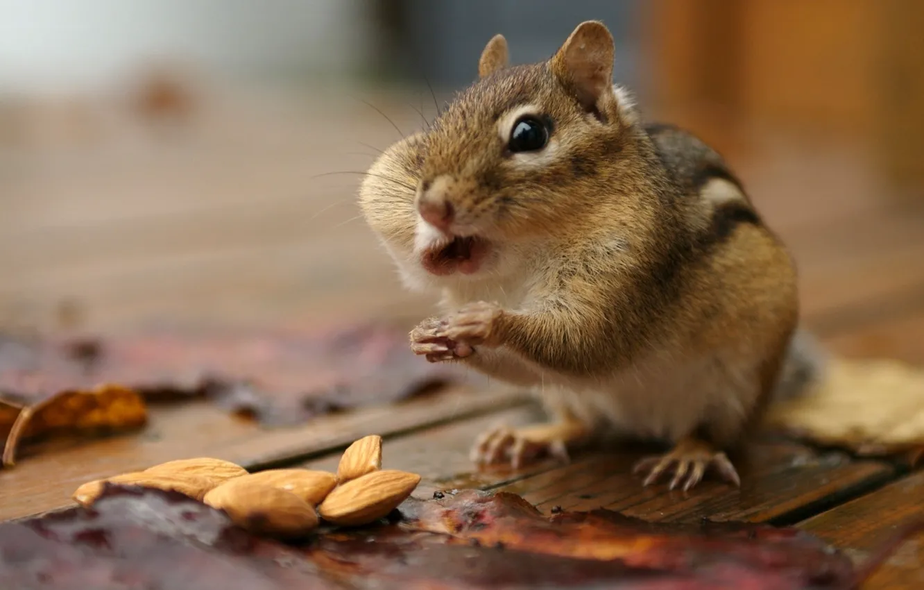 Photo wallpaper NUTS, TAKES IN THE MOUTH, HAMSTER
