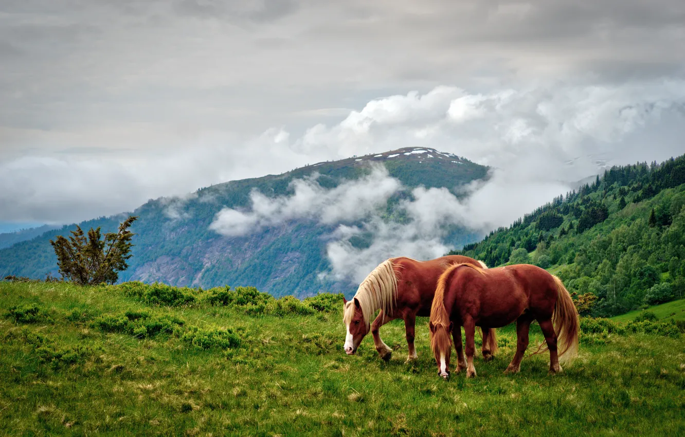 Photo wallpaper summer, clouds, mountains, nature, horses, horse, grazing