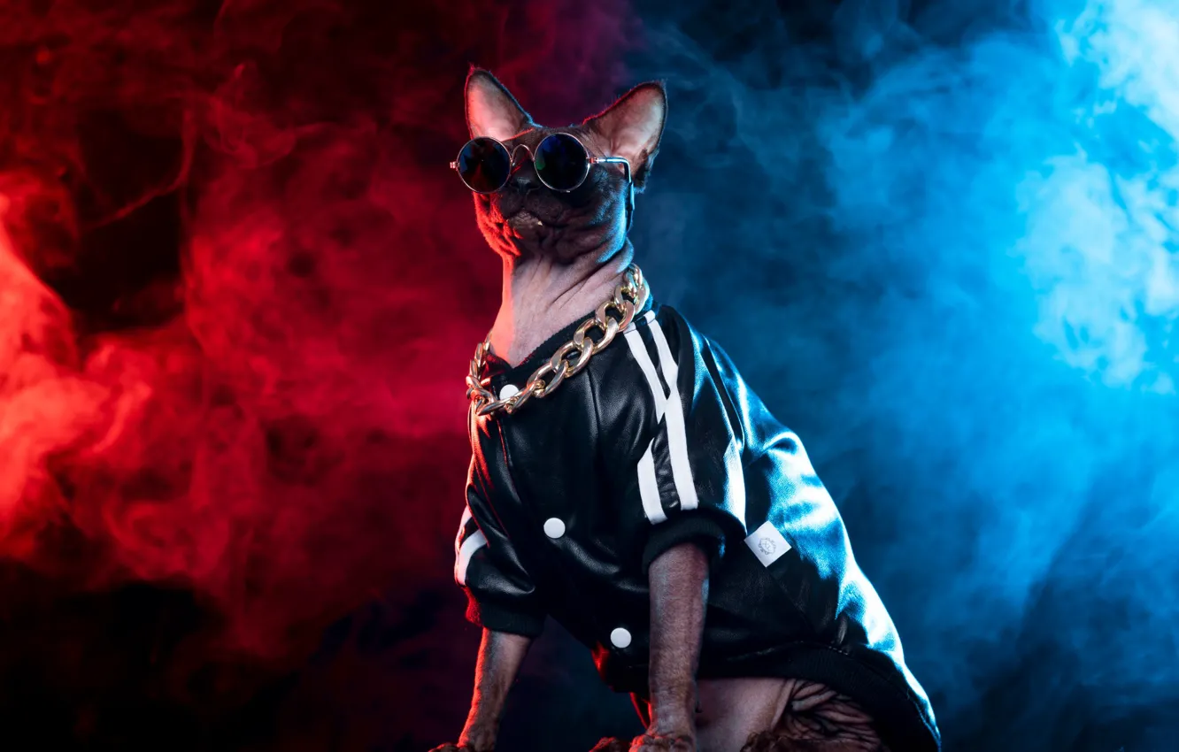 Photo wallpaper leather, pair, look, sunglasses, in black, smoke, costume, Sphinx