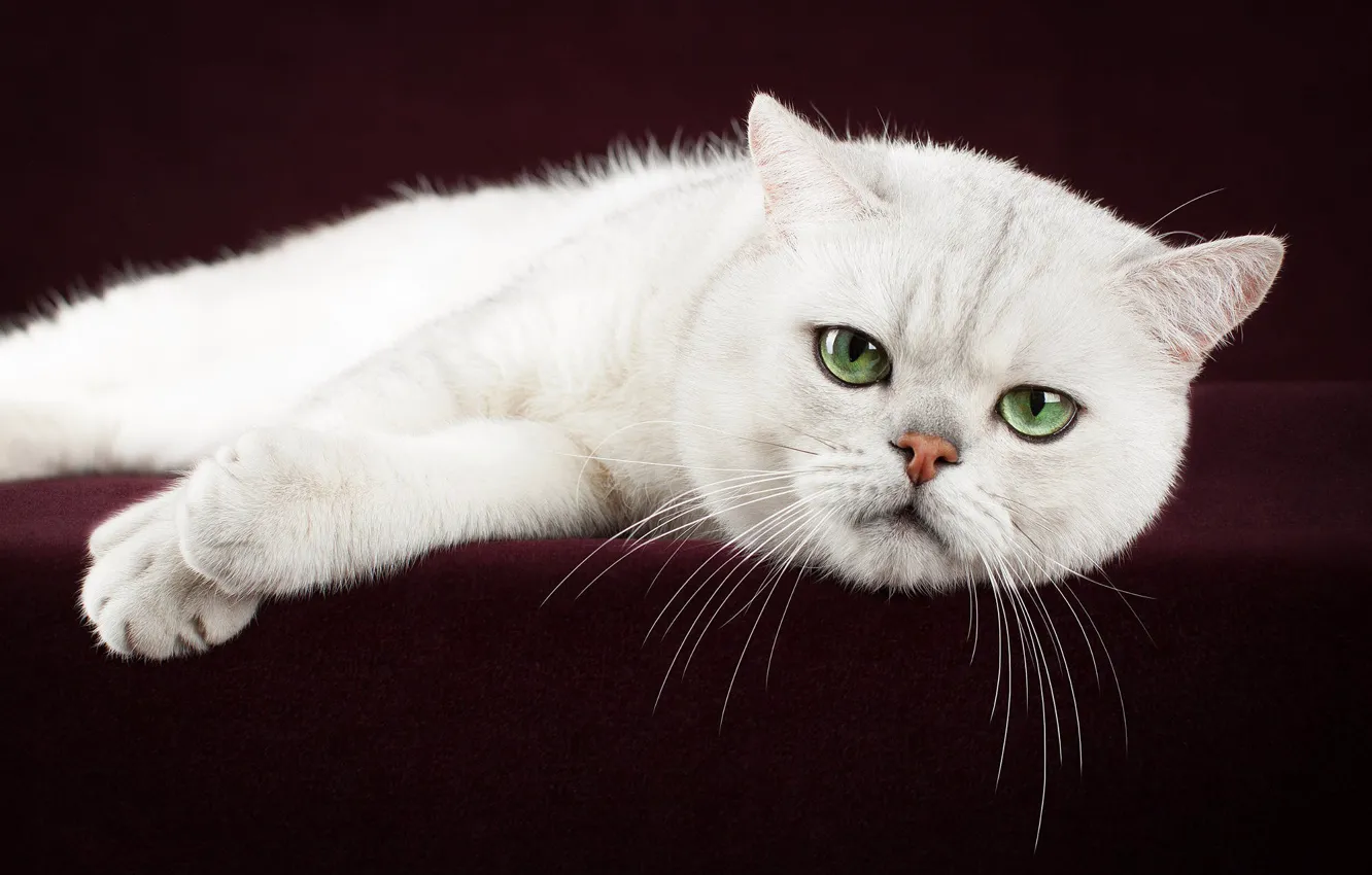 Photo wallpaper cat, white, pose, the dark background, lies, kitty, face, photoshoot