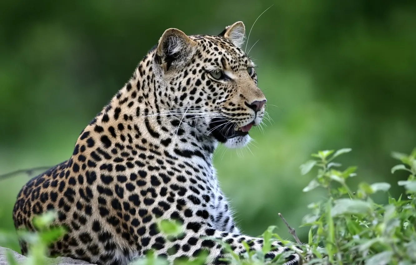 Photo wallpaper nature, background, leopard