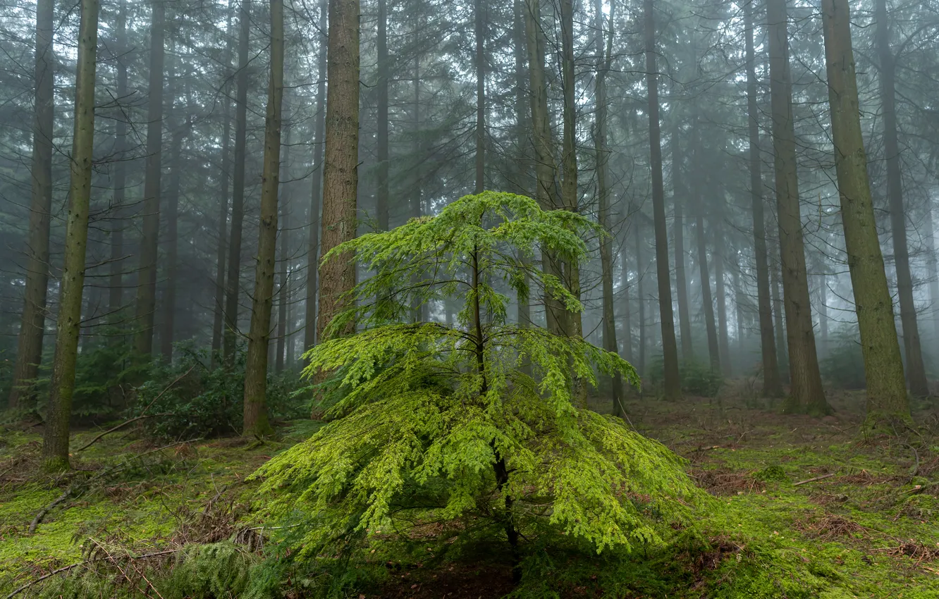 Photo wallpaper forest, fog, spruce, pine