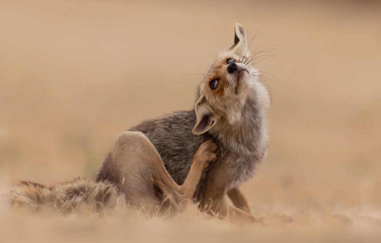 Photo wallpaper look, pose, legs, Fox, face, sitting, ears, looking up