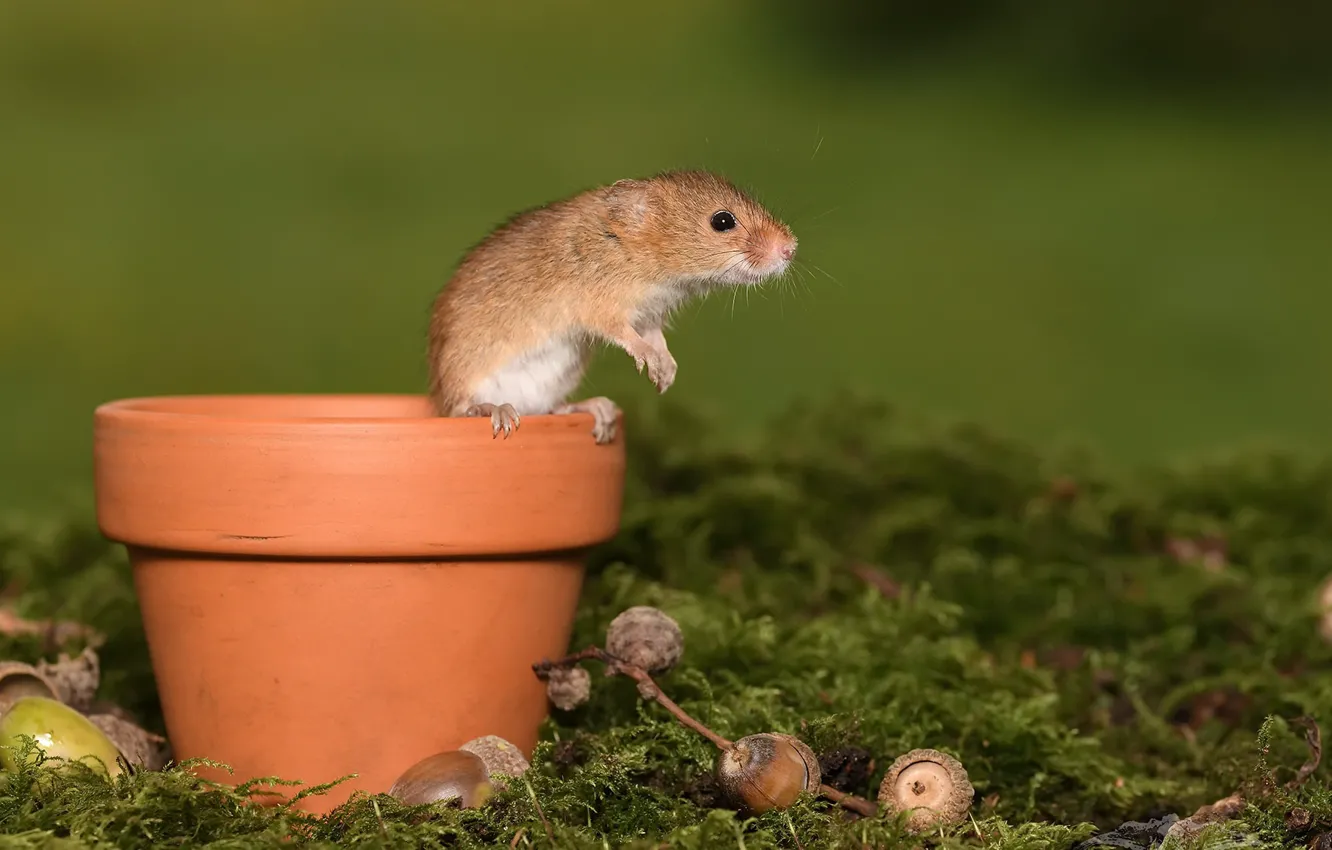 Photo wallpaper nature, background, mouse, The mouse is tiny