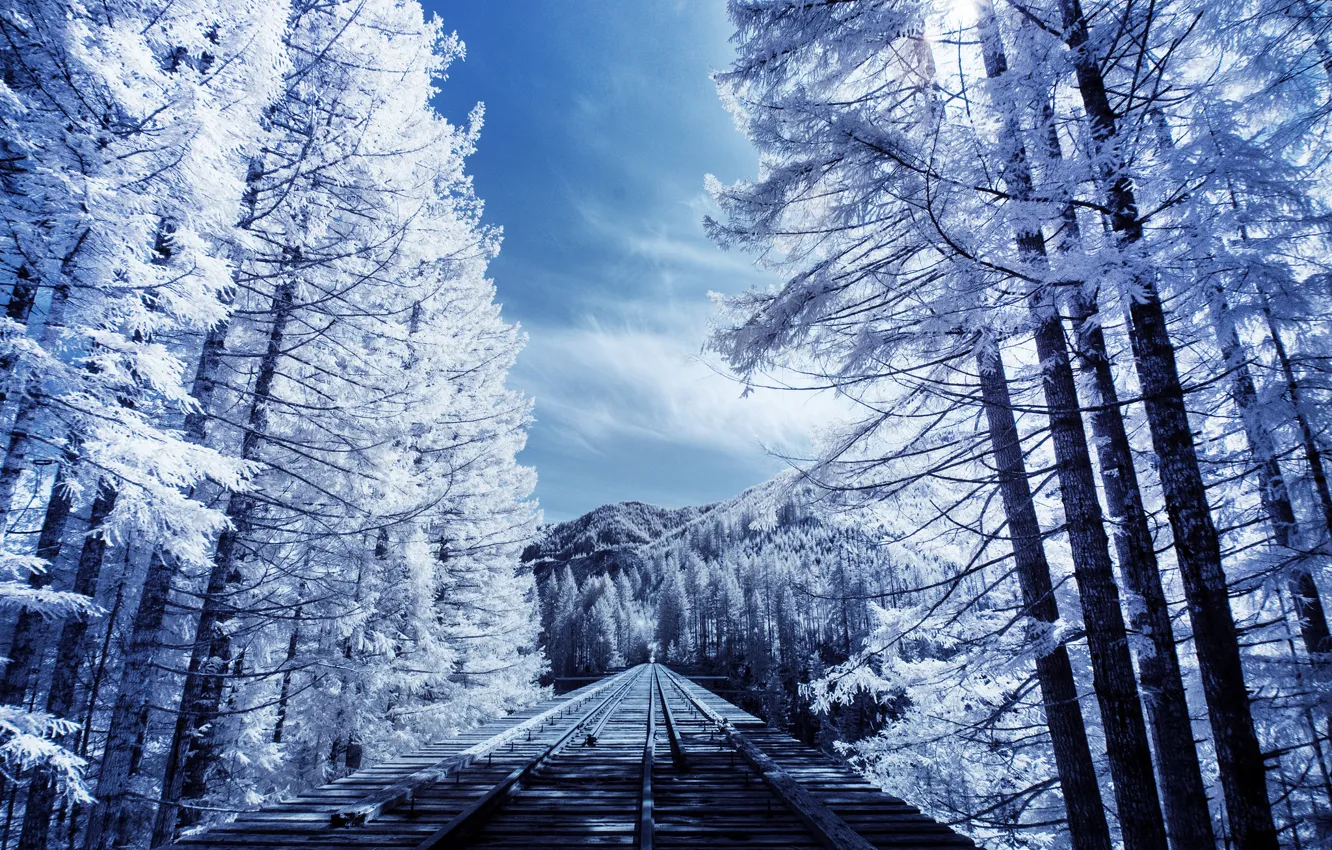 Photo wallpaper trees, nature, rails, railroad, nature