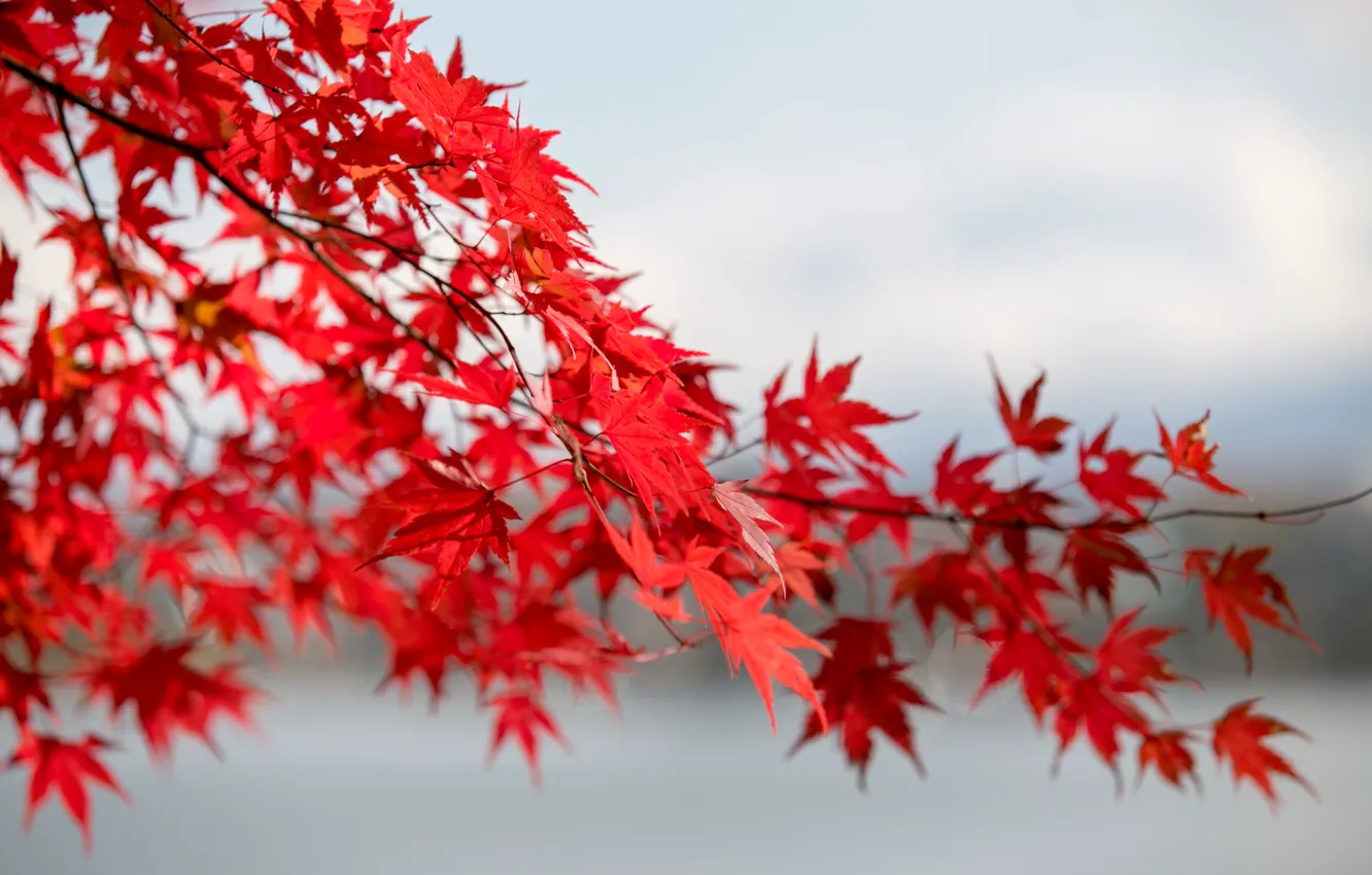 Photo wallpaper autumn, leaves, trees, red, colorful, red, maple, autumn