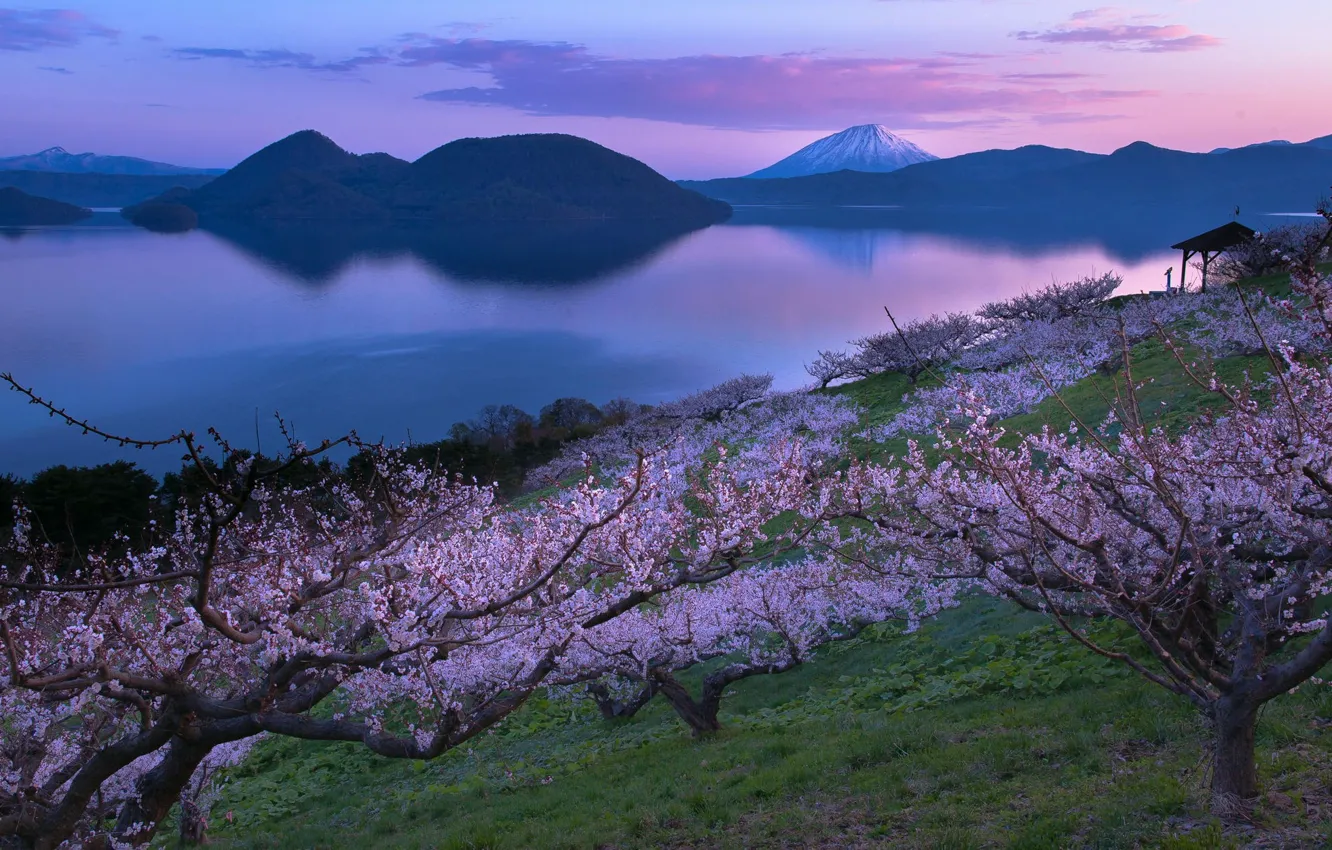 Photo wallpaper lake, the volcano, Japan, garden, Sakura