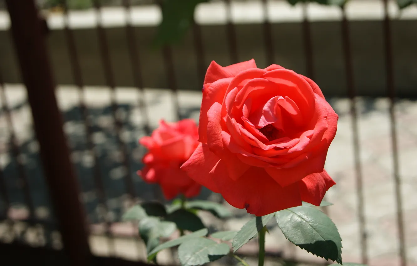 Photo wallpaper Wallpaper, roses, petals, stem